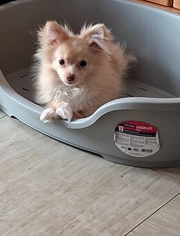 Hund kleinzwerkspitz - Bremen