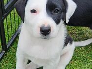 Labrador Border-Collie mix - Röckwitz