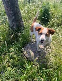 Reina die liebevolle Jackrusselmix Hündi - Rambin