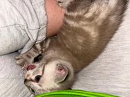 Kitten 5 Stück zu verkaufen BKH Mix - Wiesbaden