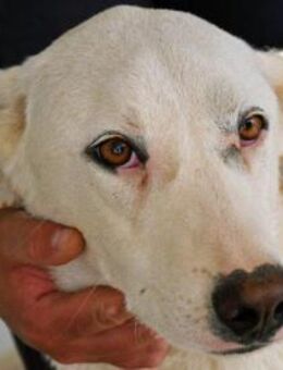 Desdemona sucht ihr eigenes Zuhause - Neuss