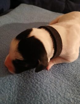 Dalmador Welpen geb. 24.10.2025 - Wildeck