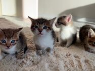Süße Katzenbabys suchen ein liebevolles Zuhause - Mainz