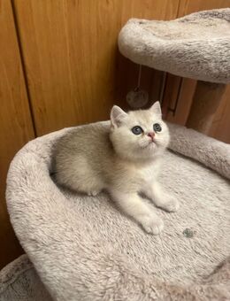 BKH Kitten Reinrassige Britisch Kurzhaar Katzenbabys Katzen Abgabebereit !!! - Neuendettelsau