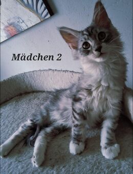 Maine coon kitten - Artern (Unstrut)