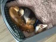 Zwei Chihuahuas abzugeben - Badenweiler