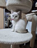 Traumhafte Familien-Kitten – vollständig geimpft für ein ganzes Jahr in 96450