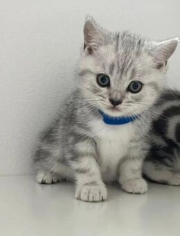 Bkh Kitten Tabby Britisch Kurzhaar Black Silver Whiskas - Lohne (Oldenburg)
