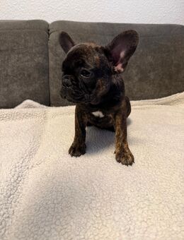 Französische Bulldogge Welpen - Mönchengladbach