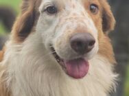 Deckrüde Border Collie - Osterrönfeld