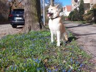 Akita inu treuer und verschmuster Freund - Berlin