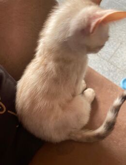 7 Bengal kitten suchen ein schönes zu Hause - Frechen Zentrum