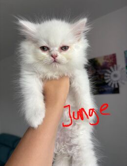 Kitten BKH/Perser - Emmendingen