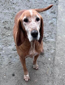 Seniorin Hündin sucht ein 5 Sterne 🌟 Zuhause - Breitengüßbach