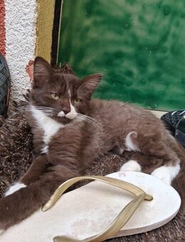 Süße Braun-weiße Mischling Kitten abzugeben ! - Duisburg