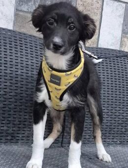 ❤️ Laila sucht eine liebevolle Familie❣️ - Bissingen