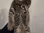 BKH/EKH Kitten sofort zu vermitteln - Herne