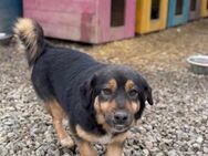 Danka - Familienhund in RO, Katzenlieb - Blankenheim (Nordrhein-Westfalen)