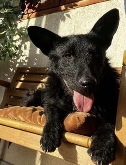 Bendegúz aktiver freundlicher Mudi Mix - Remagen