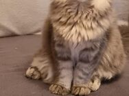 MaineCoon Kater - Odenthal