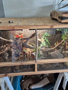 Kornnatter mit Terrarium - Haren (Ems)