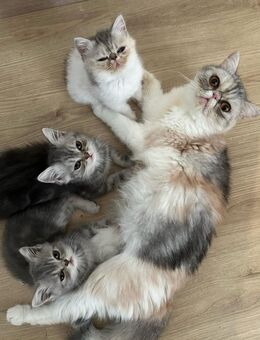 Liebevolles Zuhause gesucht für unsere 3 süßen Kitten - Mainz