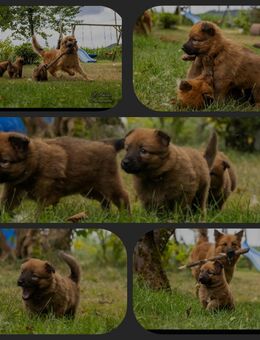 Harzer Fuchs Welpen -Altdeutscher Hütehund - Gschwend