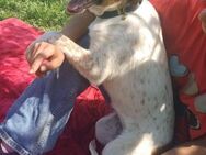 🌸Liebes Welpenmädchen Francis💫 - Eislingen (Fils)