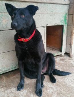 Deltha spitzt ihre Öhrchen - Obertshausen