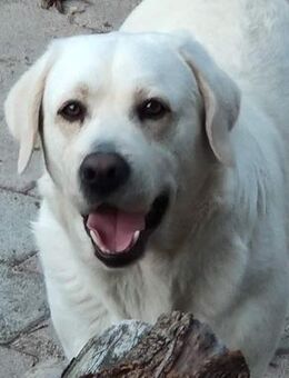 Buddy - sucht ❤️Mensch - Grevenbroich