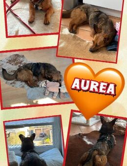 kleine liebe Aurea auf PS in 91207 Lauf - Nürnberg