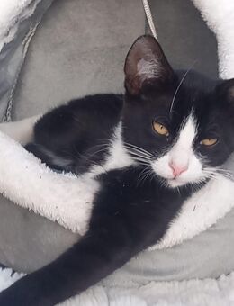 Kater kitten 15wochen Alt - Gumtow