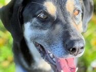 PALO - Traumhund sucht Zuhause - Kirchlengern