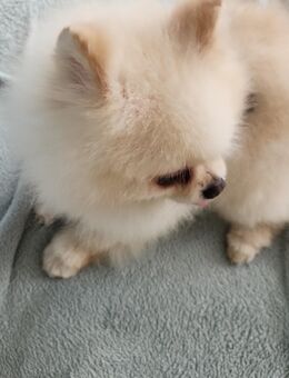 Zwergspitz pomeranian - Bad Wörishofen