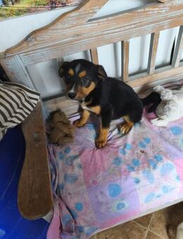 Benty - Welpe sucht Geborgenheit - Hausen (Würzburg)