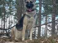 Abby - Powerpacket sucht Zuhause - Salzwedel (Hansestadt) Zentrum