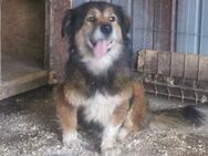 Gandalf sucht ein schönes Zuhause - Blankenheim (Nordrhein-Westfalen)