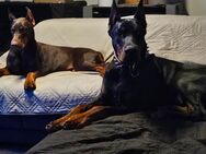 Dobermann Weibchen - Creußen