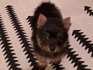 Ein unvergleichliches Mädchen – Yorkshire Terrier + Pomeranian Mix – sucht eine liebevolle Familie! - Frechen