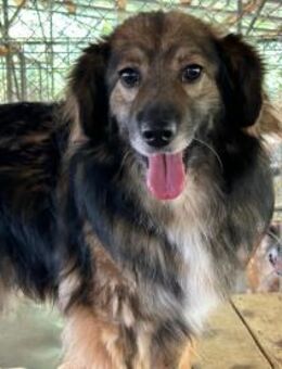 Flauschiger KALLE sucht Sicherheit! - Korschenbroich