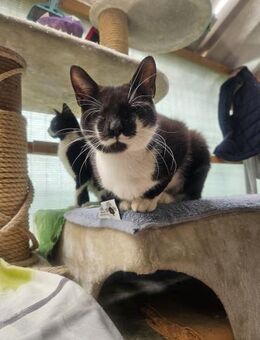 Remy, fast blind, sucht liebes Zuhause - Waakirchen