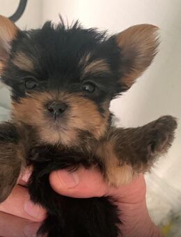Yorkshhire Terrier Welpe - Hechthausen