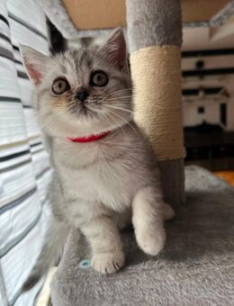 Reinrassige BKH Kitten - Werdau