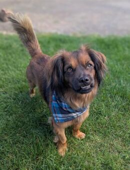Berti ist ein echter Kuschelbär - Berlin