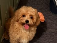 Maltipoo 2 Jungs ab sofort abgabebereit - Rostock
