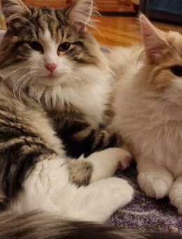 Hübsche Norwegische Waldkatzen Kitten abzugeben! - Frauenstein Zentrum