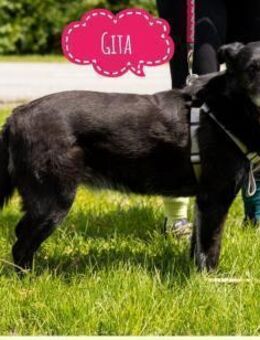 Gita eine brave liebe Hündin - Flörsheim-Dalsheim