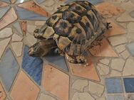 Tunesische Landschildkröten-Testudo Graeca Nabeulensis - Morsbach