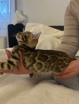 Reinrassige Bengal Kitten - Laufach