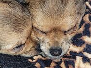 Chihuahua Welpen - Einbeck